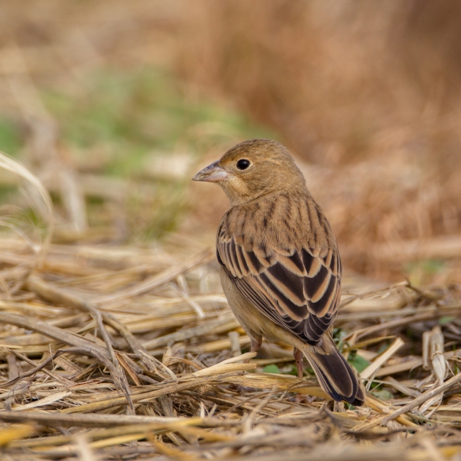 Red-headed-bunting