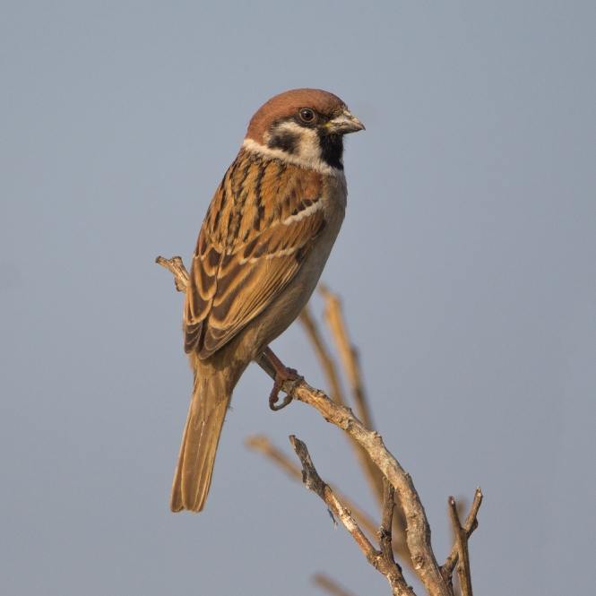 Tree-sparrow