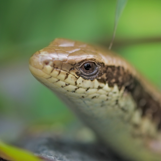 The-eye-of-the-skink