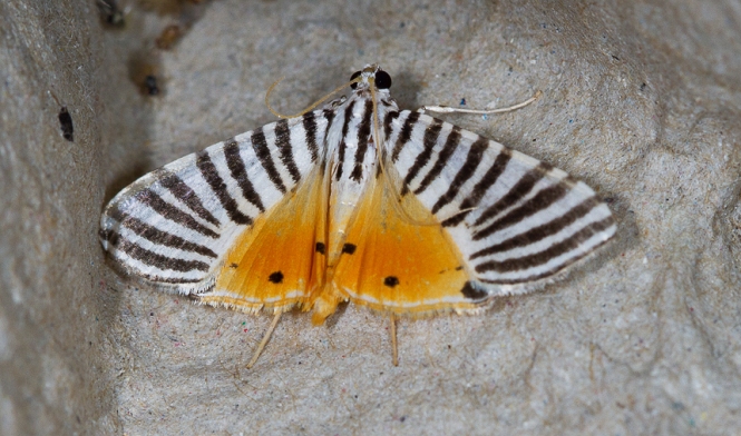 Dichocrocis zebralis