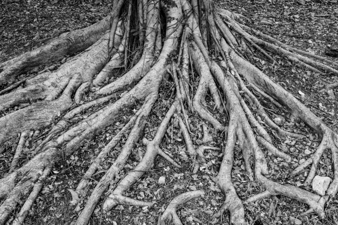 Banyan-Roots