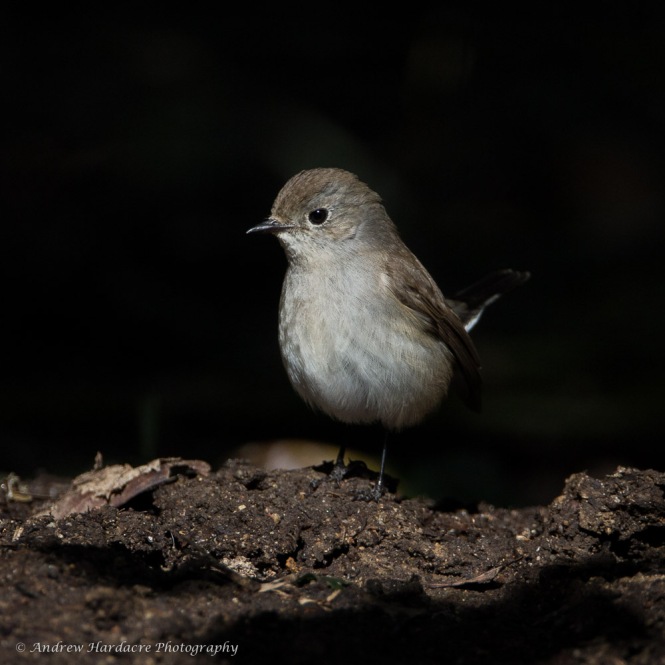 Red-throated Flycatcher 2