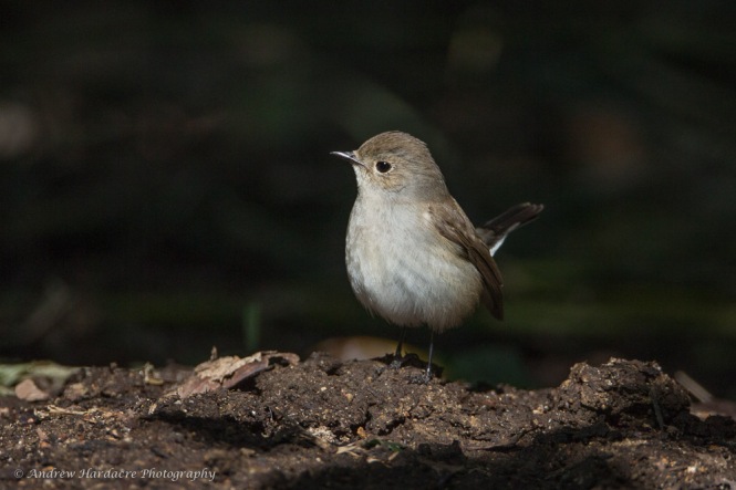 Red-throated Flycatcher