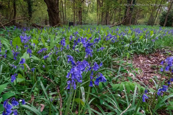 Bluebell Copse